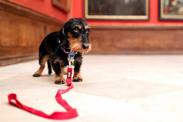 ein Hund steht in einem Museum