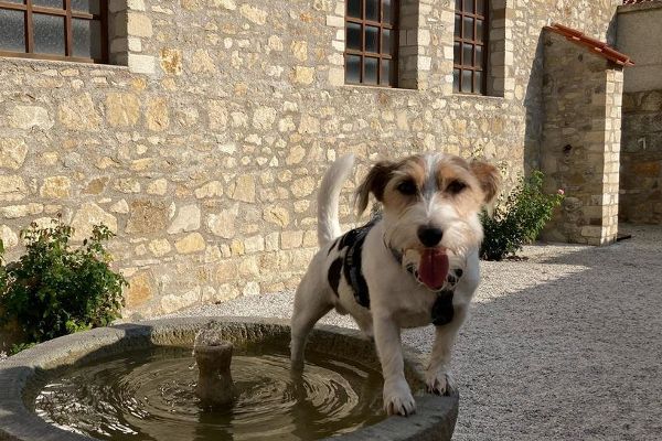 Ein Hund sitzt auf einem Brunnen