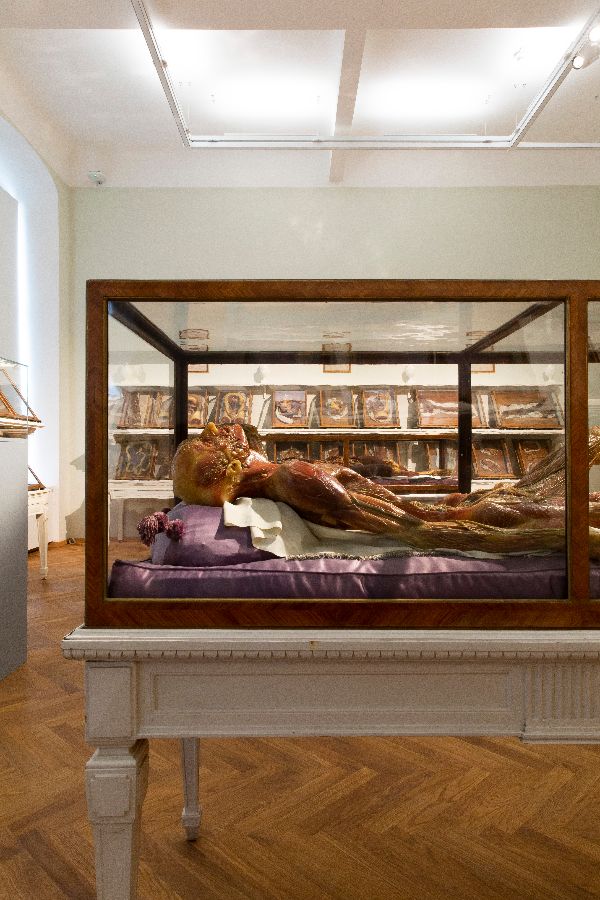 Wachsmodell mit historischer Vitrine und Tisch im Josephinum in Wien