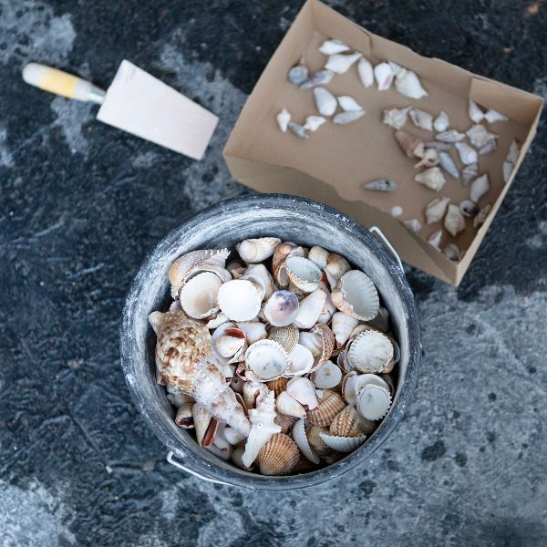 in einem Kübel liegen gereinigte Muschelschalen verschiedener Größe und Form für die Restaurierung bereit